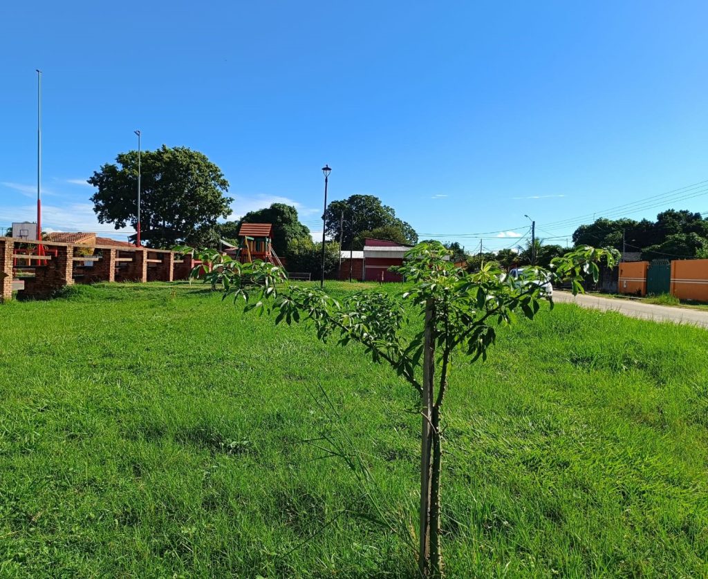 Continúa la campaña “Montero Crece Verde”